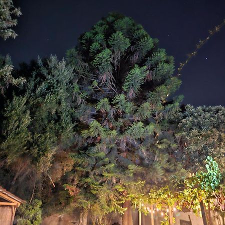 La Araucaria Cabana Con Tinaja San Felipe Kültér fotó