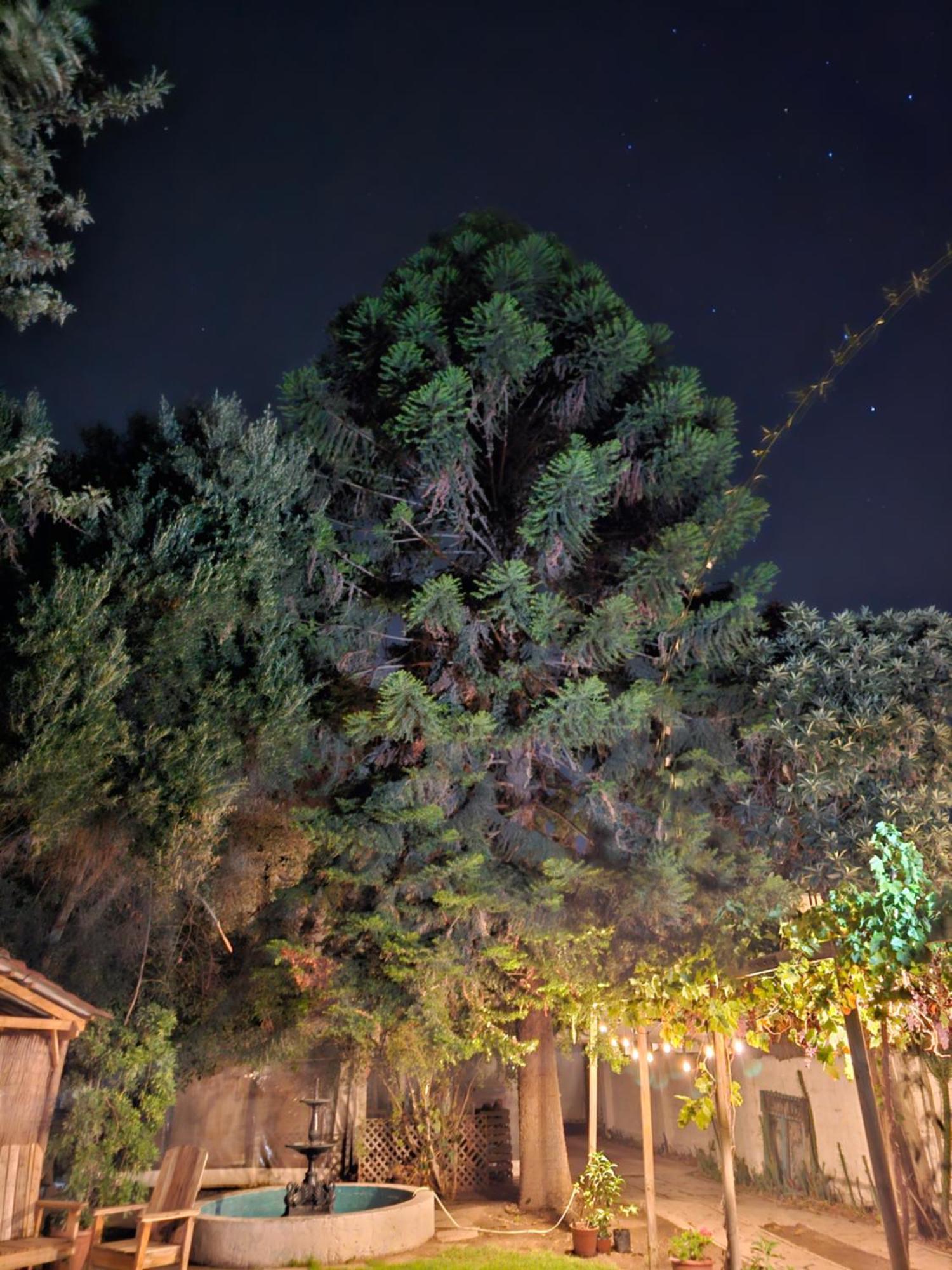 La Araucaria Cabana Con Tinaja San Felipe Kültér fotó